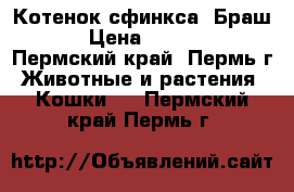 Котенок сфинкса. Браш. › Цена ­ 3 000 - Пермский край, Пермь г. Животные и растения » Кошки   . Пермский край,Пермь г.